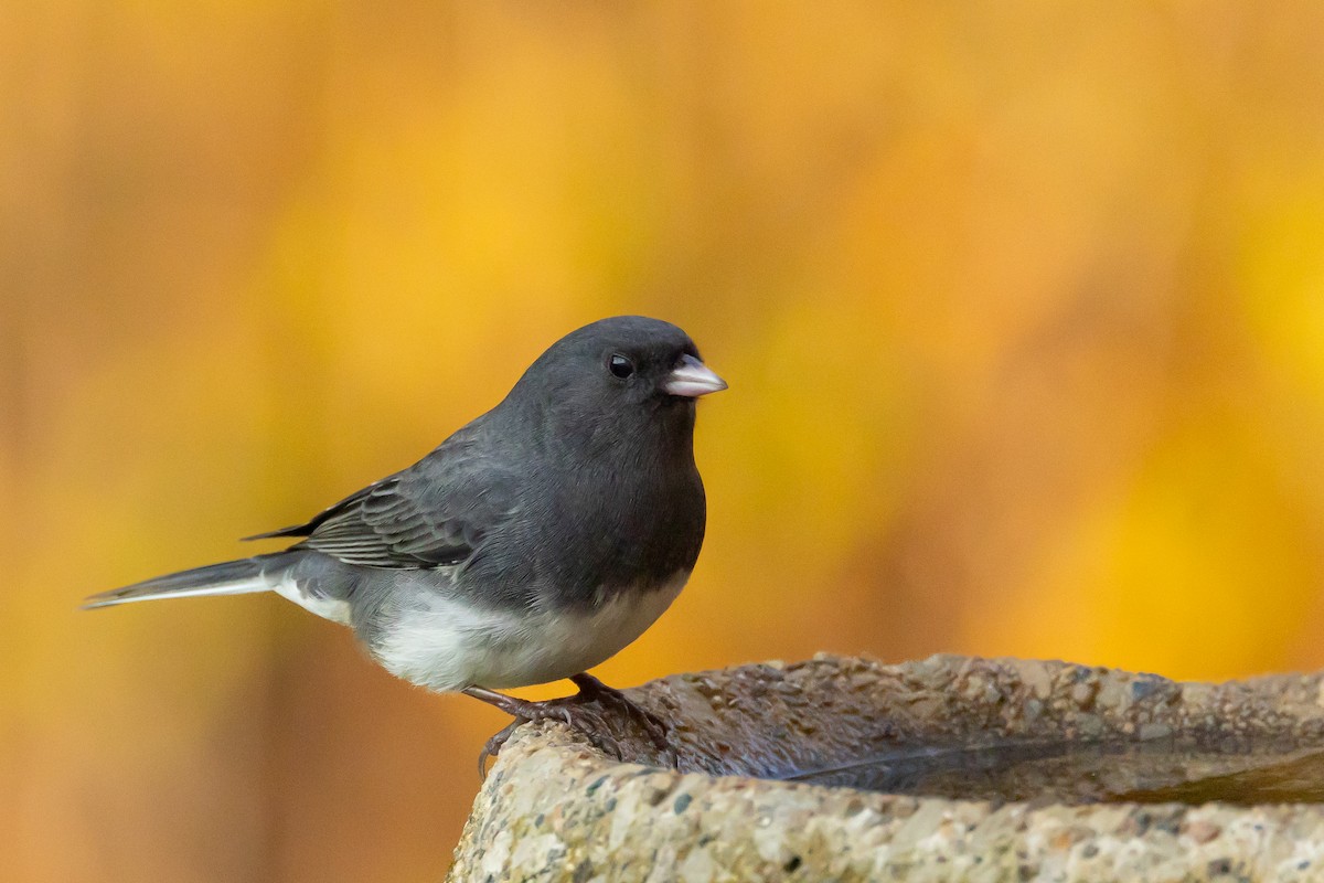 Junco ardoisé - ML644313123