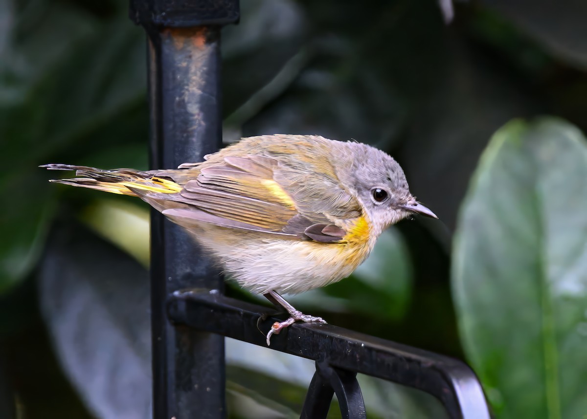 Paruline flamboyante - ML644313124