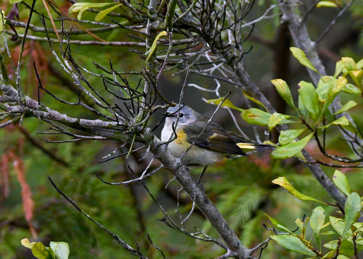 Paruline flamboyante - ML644313125