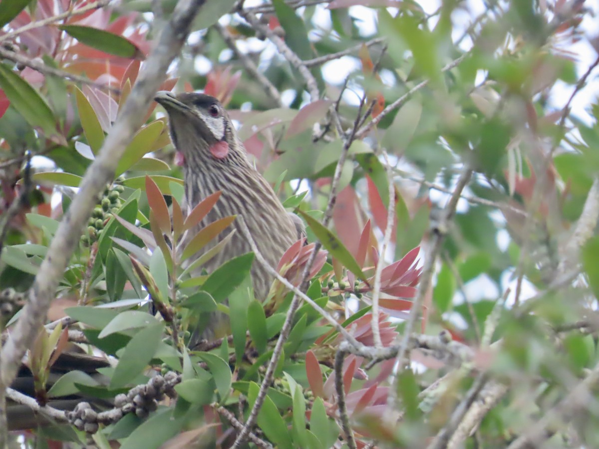 Méliphage barbe-rouge - ML644313129