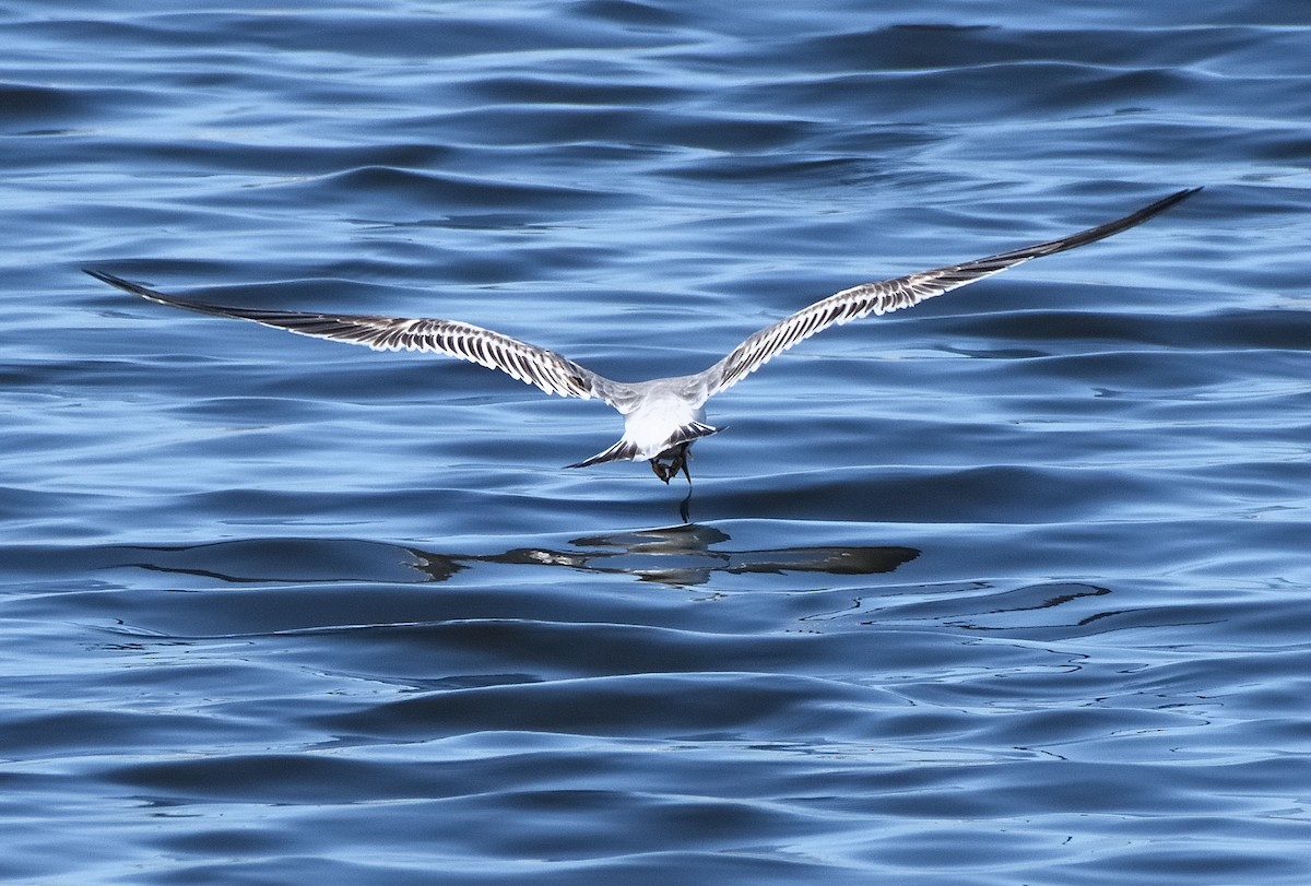 Sterne huppée - ML644313130