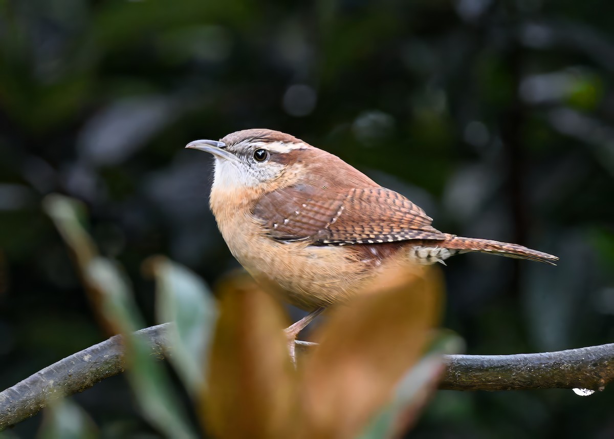 Troglodyte de Caroline - ML644313131