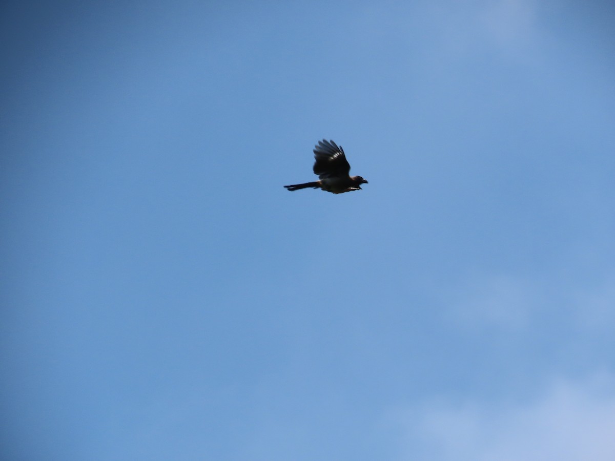 Témia de Swinhoe - ML644313132