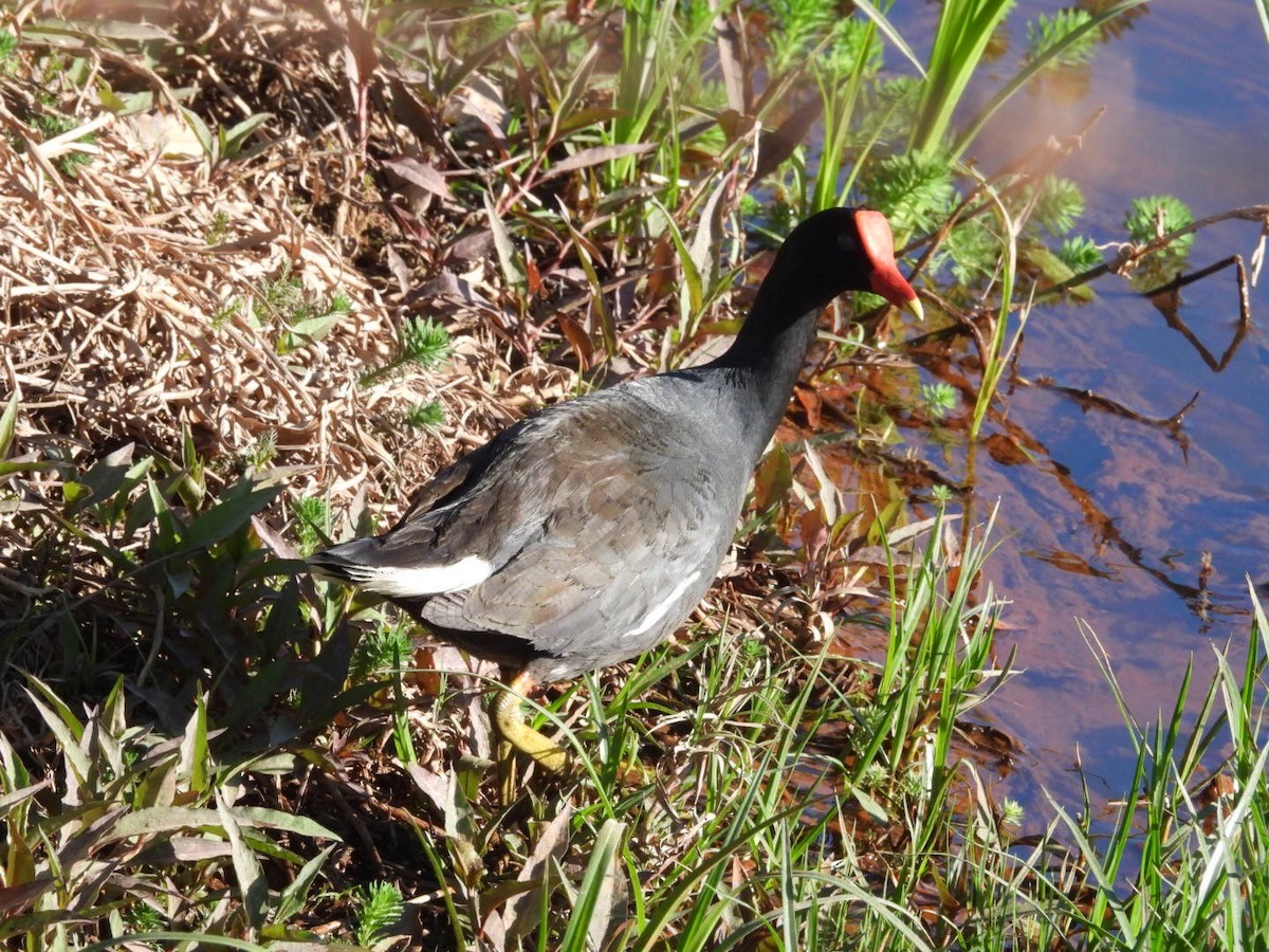 Gallinule d'Amérique - ML644313133