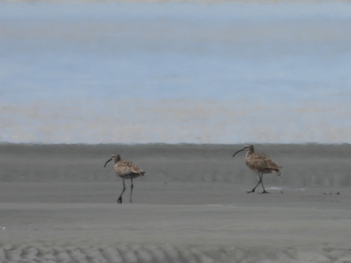 Courlis hudsonien - ML644313134