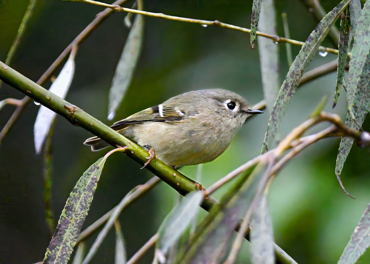 Roitelet à couronne rubis - ML644313135