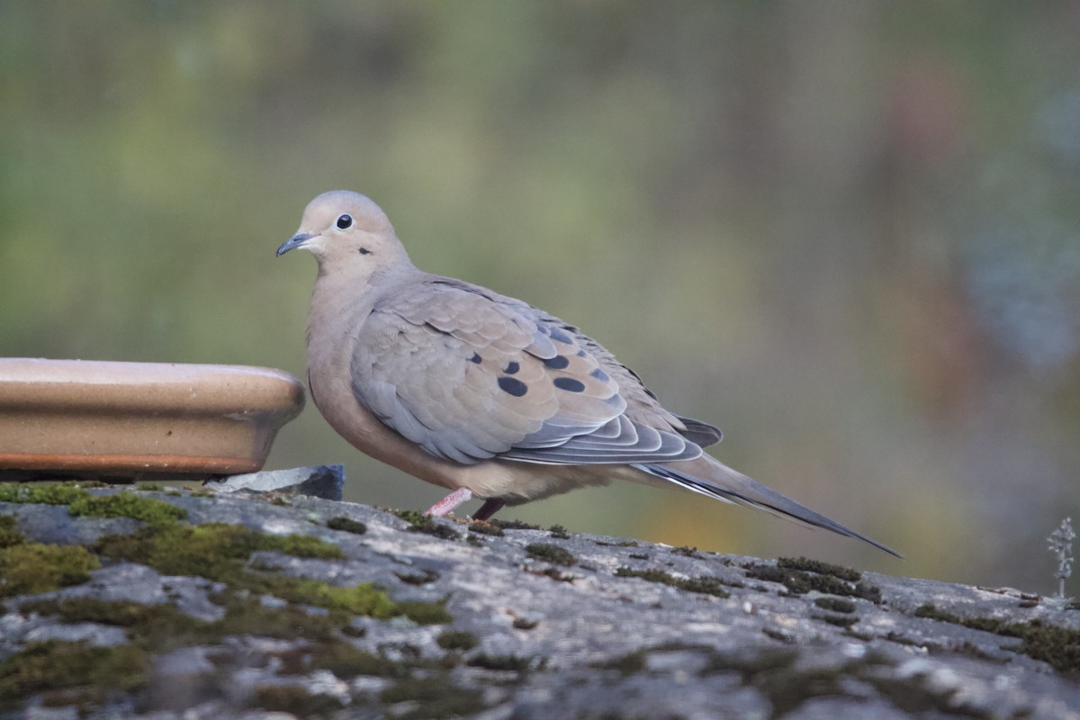 Tourterelle triste - ML644313136