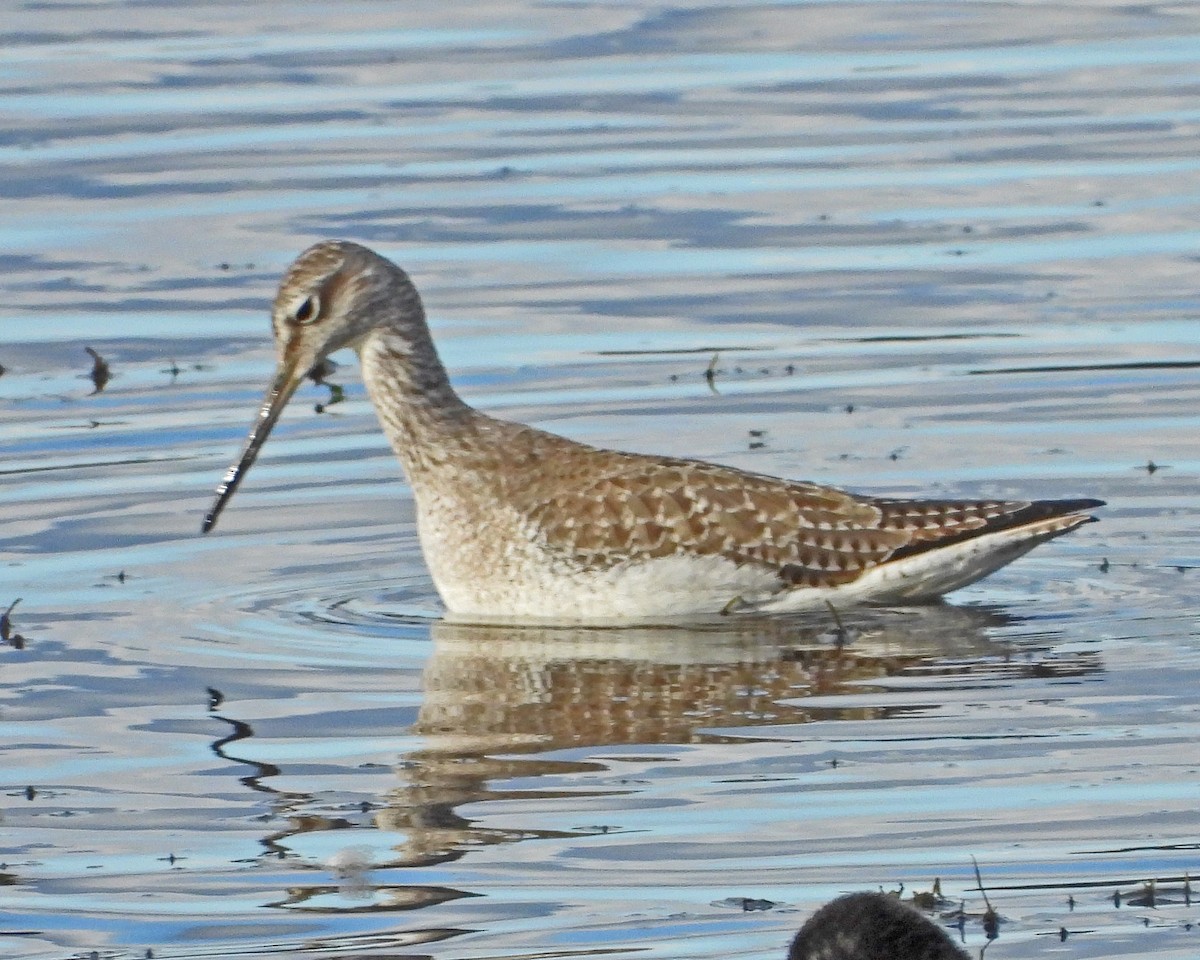 Grand Chevalier - ML644313137