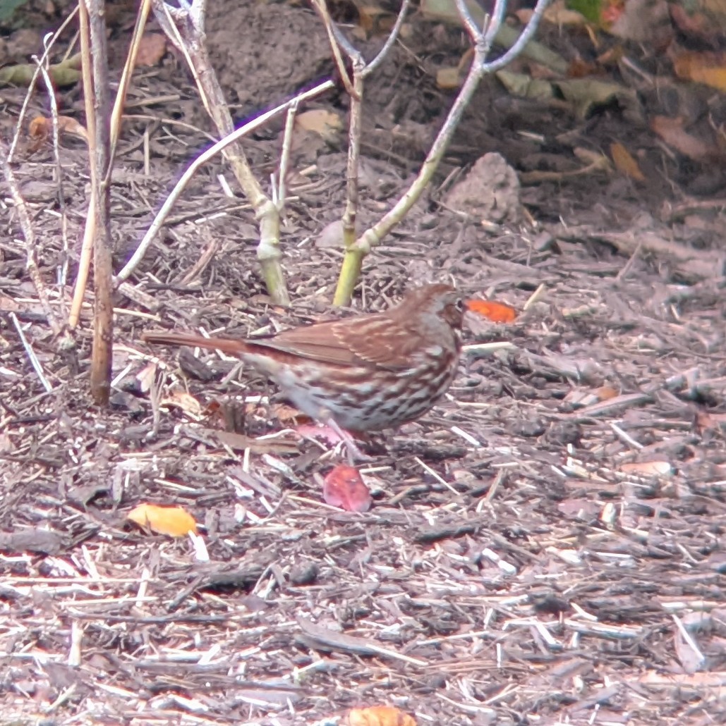 Bruant fauve - ML644313138