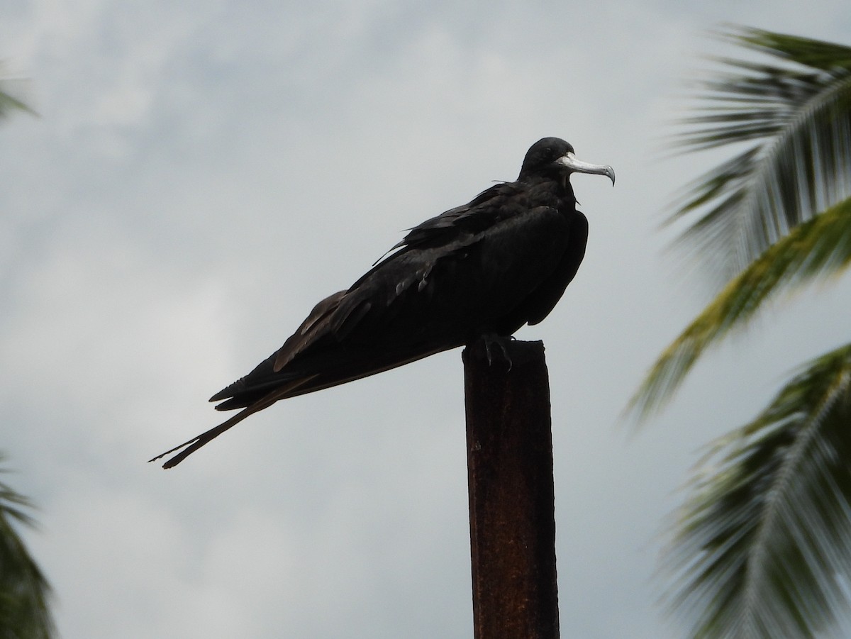 Frégate superbe - ML644313139