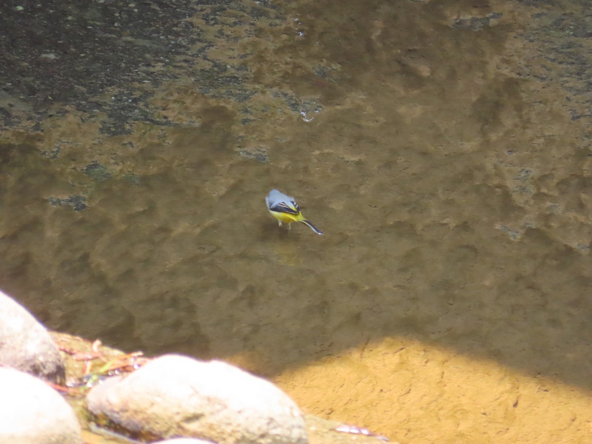 Bergeronnette des ruisseaux - ML644313140