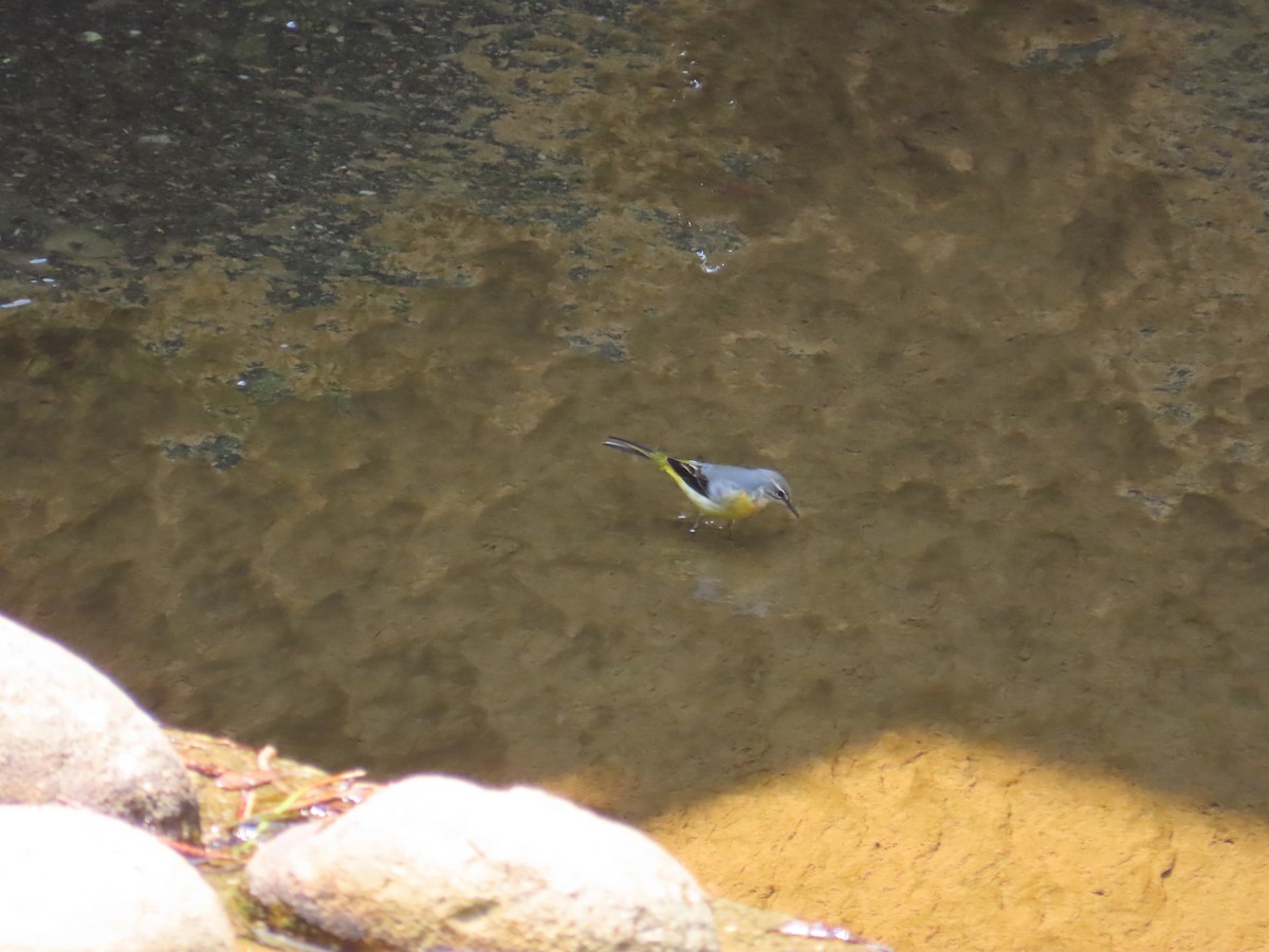 Bergeronnette des ruisseaux - ML644313141