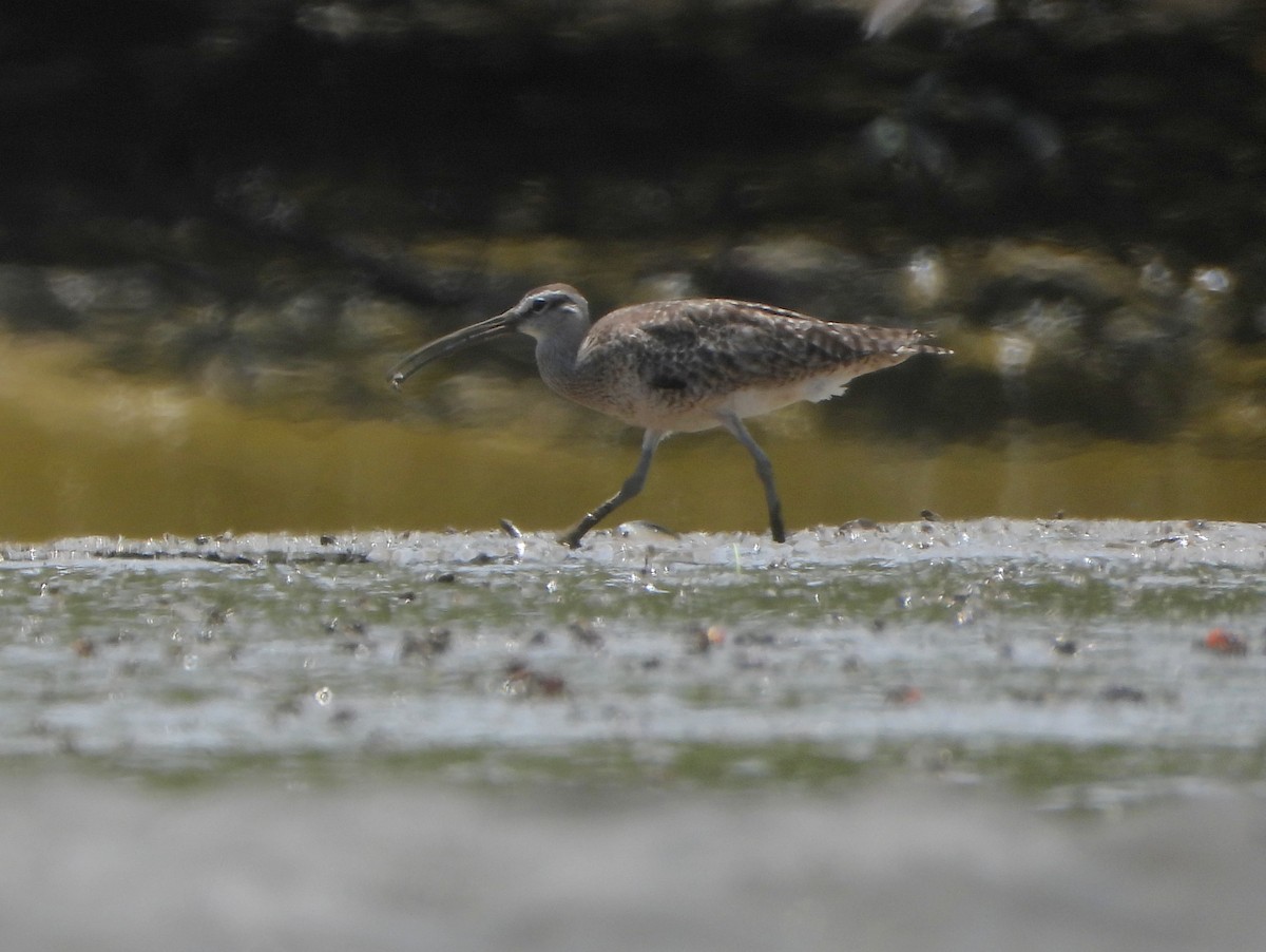 Courlis hudsonien - ML644313142