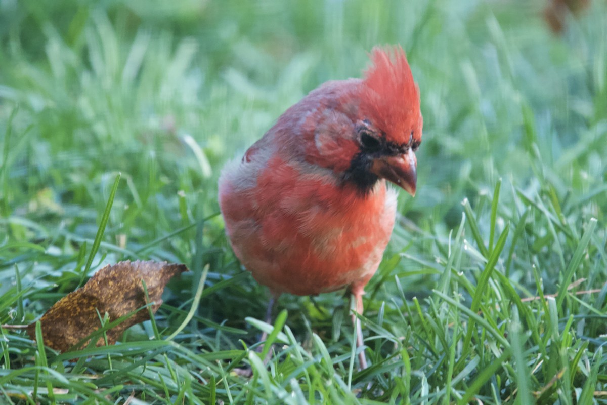 Cardinal rouge - ML644313143