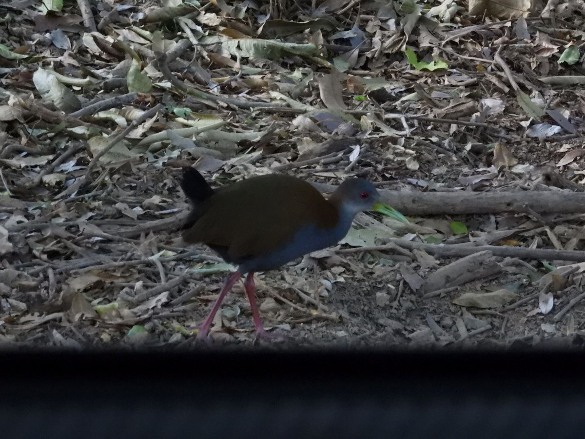 Râle saracura - ML644313144