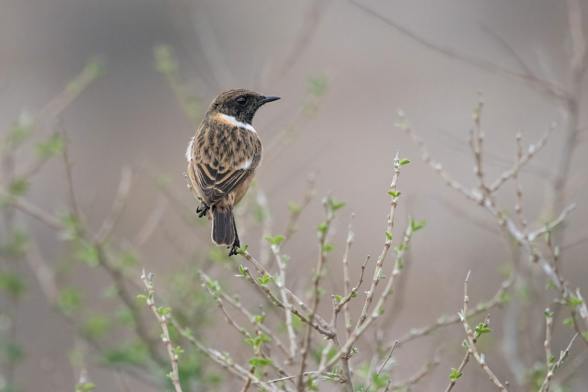 Tarier pâtre - ML644313147