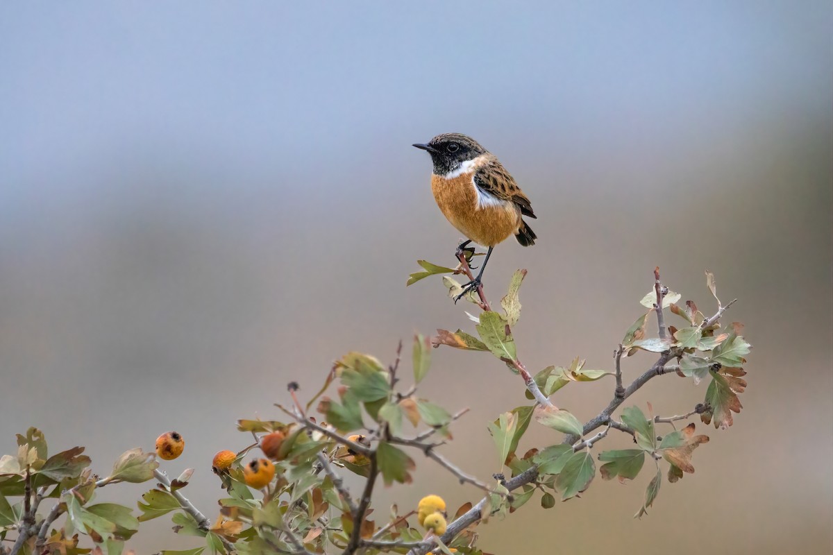 Tarier pâtre - ML644313148