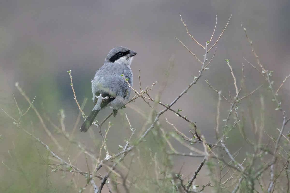 Tarier pâtre - ML644313150