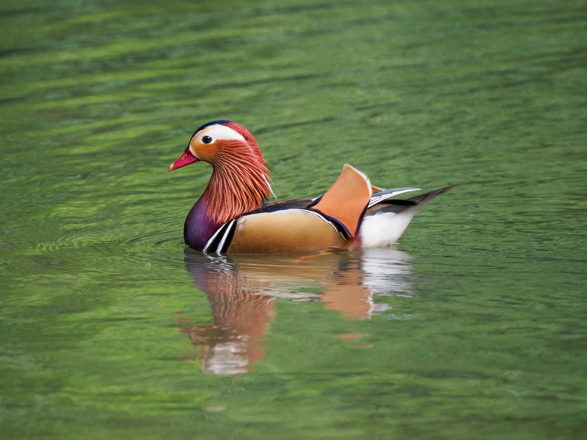 Pato Mandarín - ML644313152