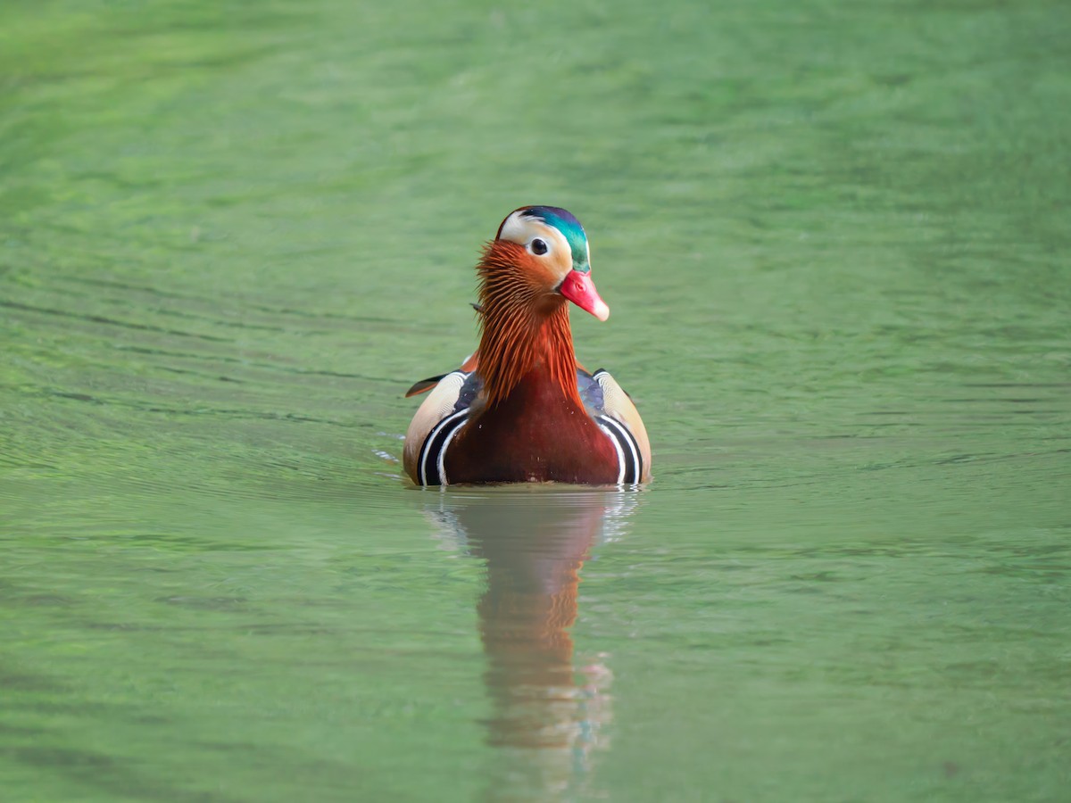 Pato Mandarín - ML644313153