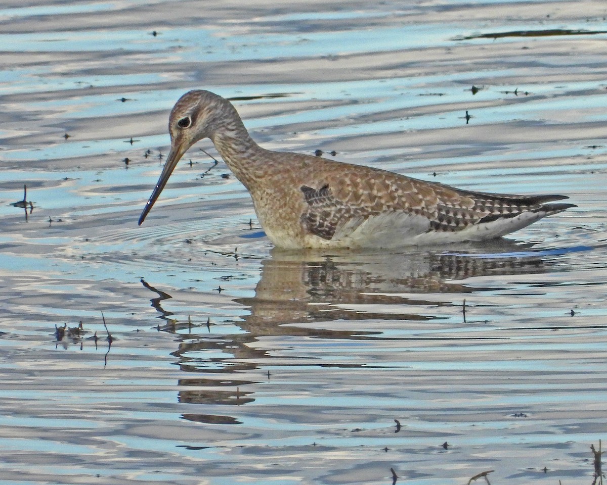 Grand Chevalier - ML644313154