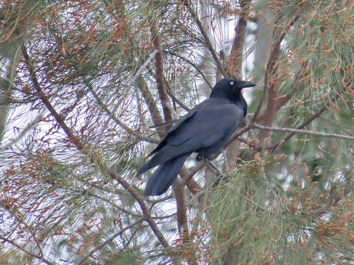 Cuervo Australiano - ML644313159