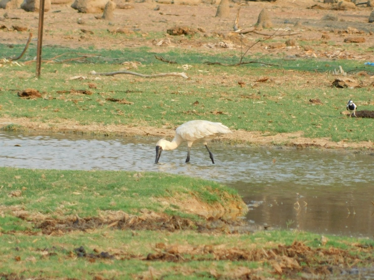 Royal Spoonbill - ML644313160
