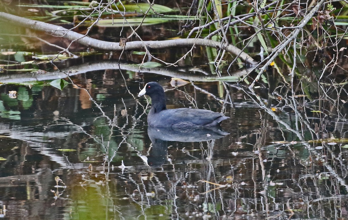 Лиска американська (червонобляшкова) - ML644313167