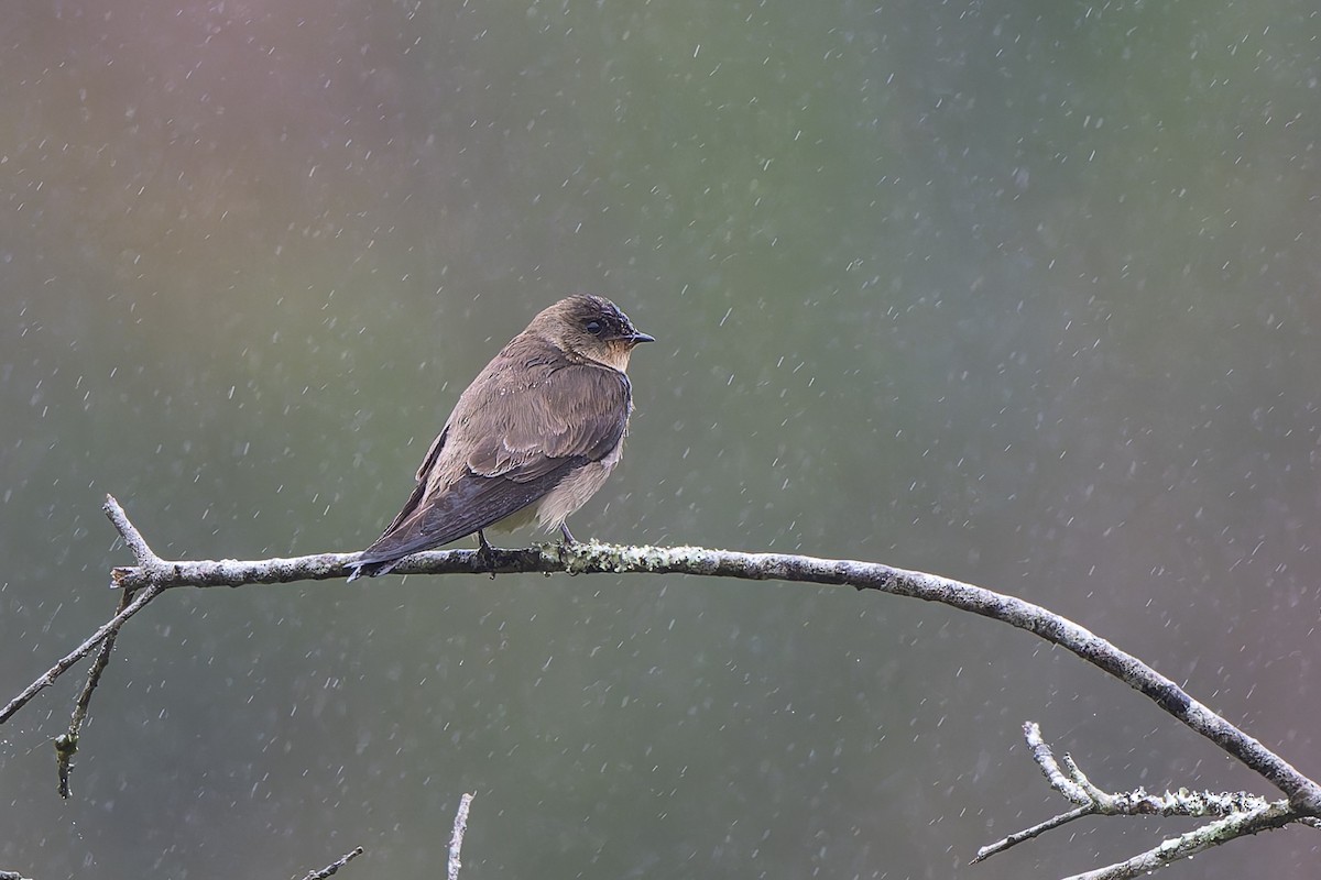 Golondrina Gorjirrufa - ML644313169
