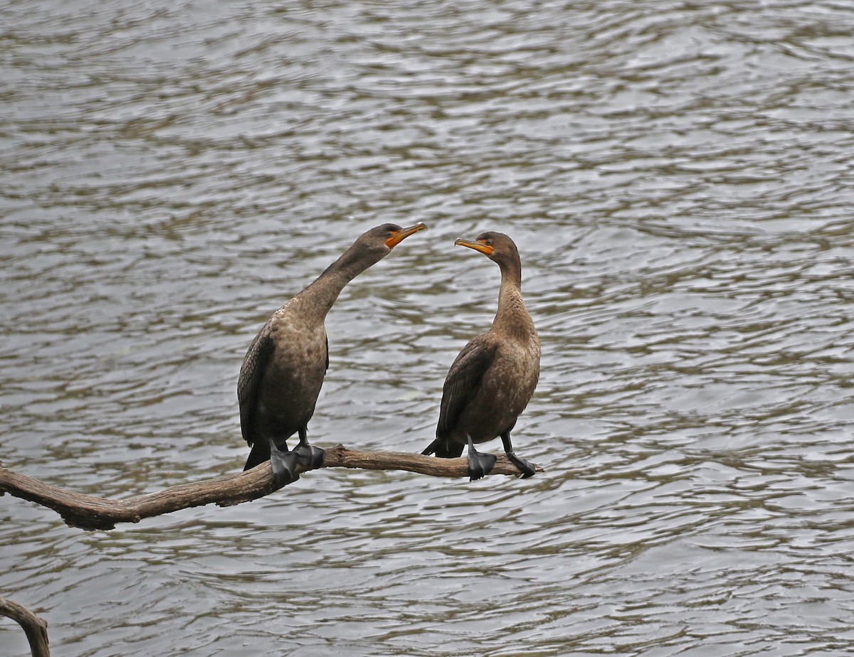 Cormoran à aigrettes - ML644313173