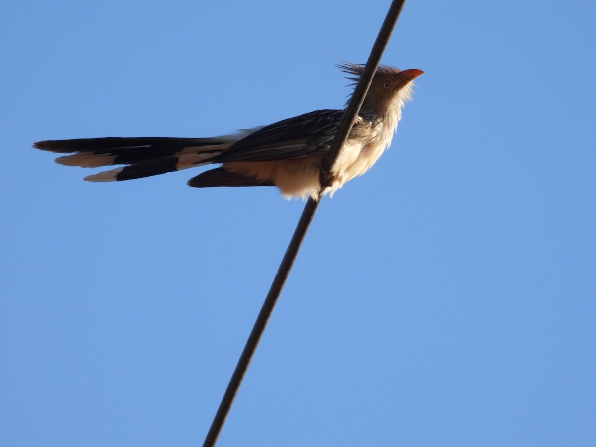 Guira cantara - ML644313174