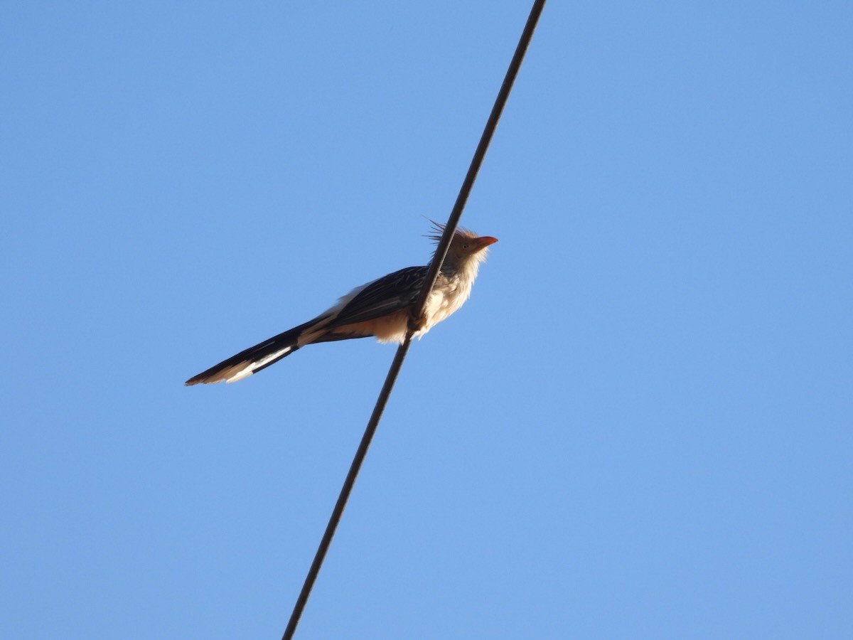 Guira cantara - ML644313175