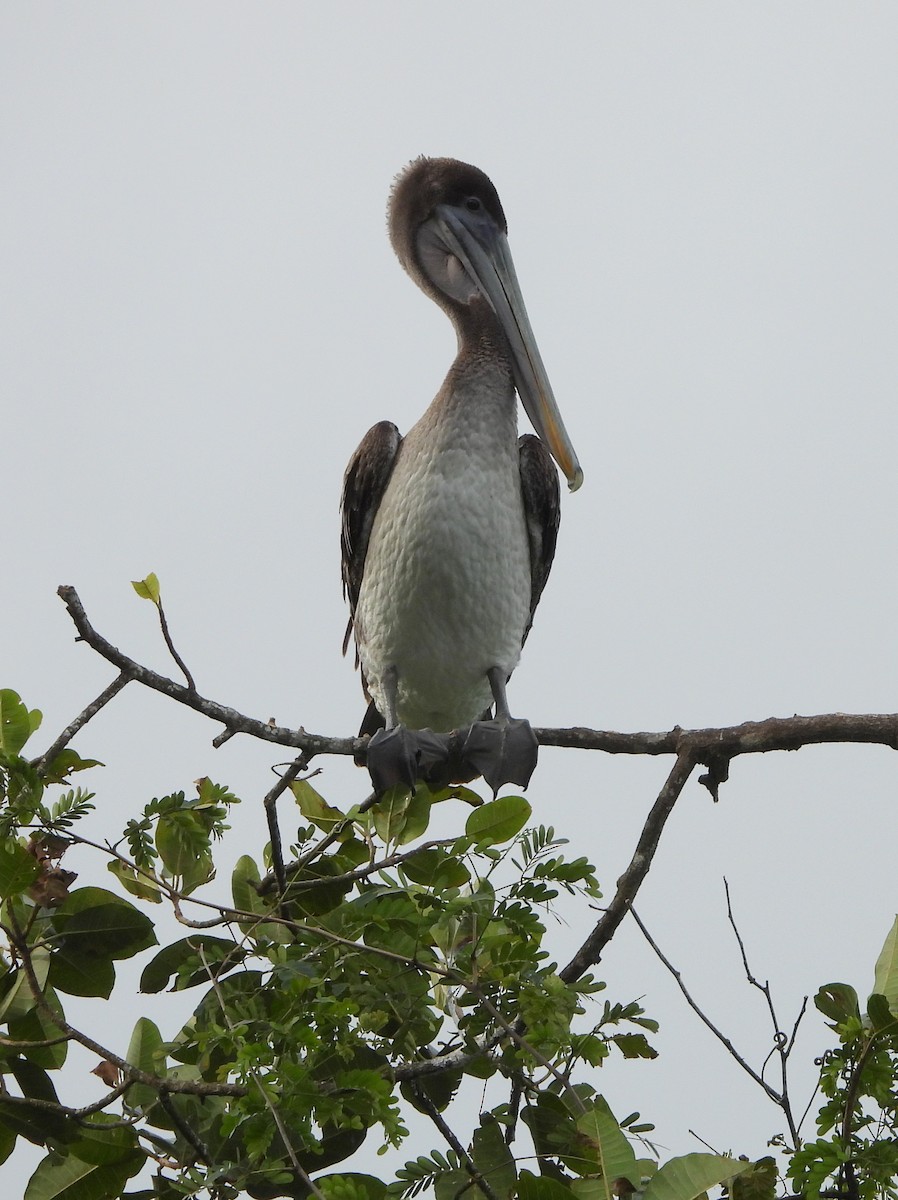 Pélican brun - ML644313177