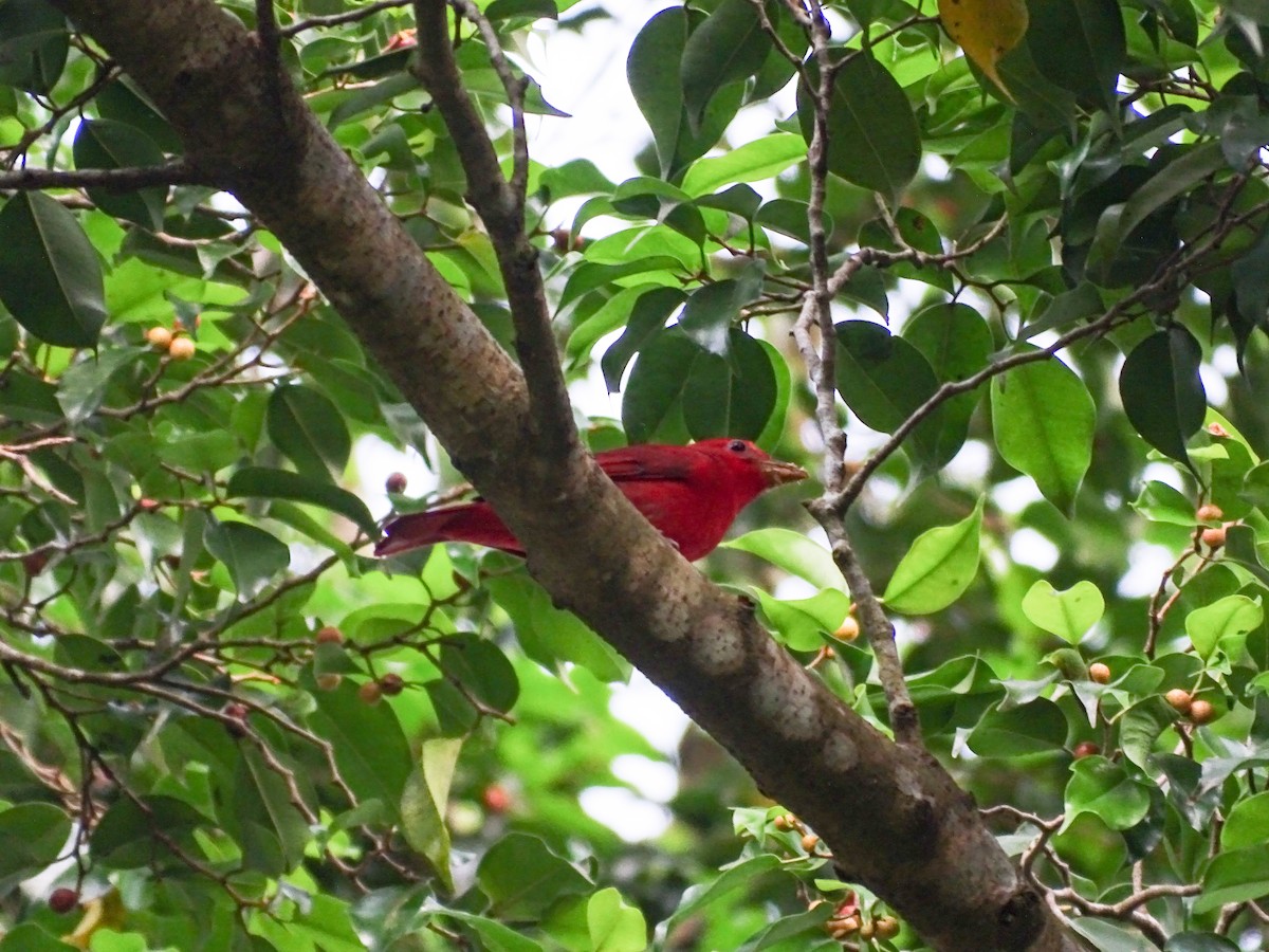 Piranga vermillon - ML644313178