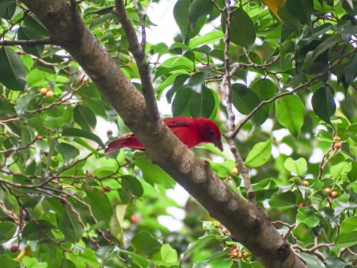 Piranga vermillon - ML644313179