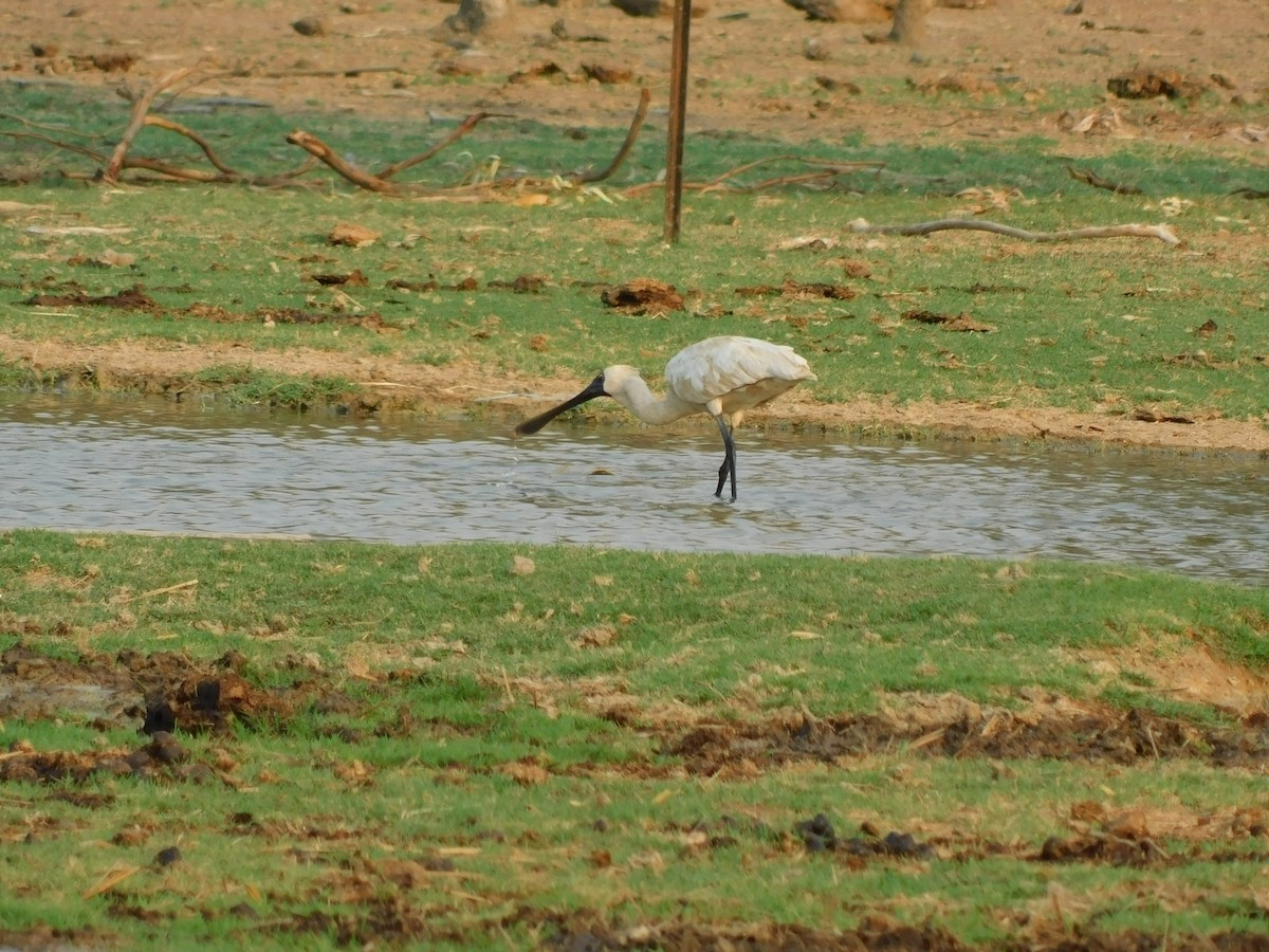 Spatule royale - ML644313180