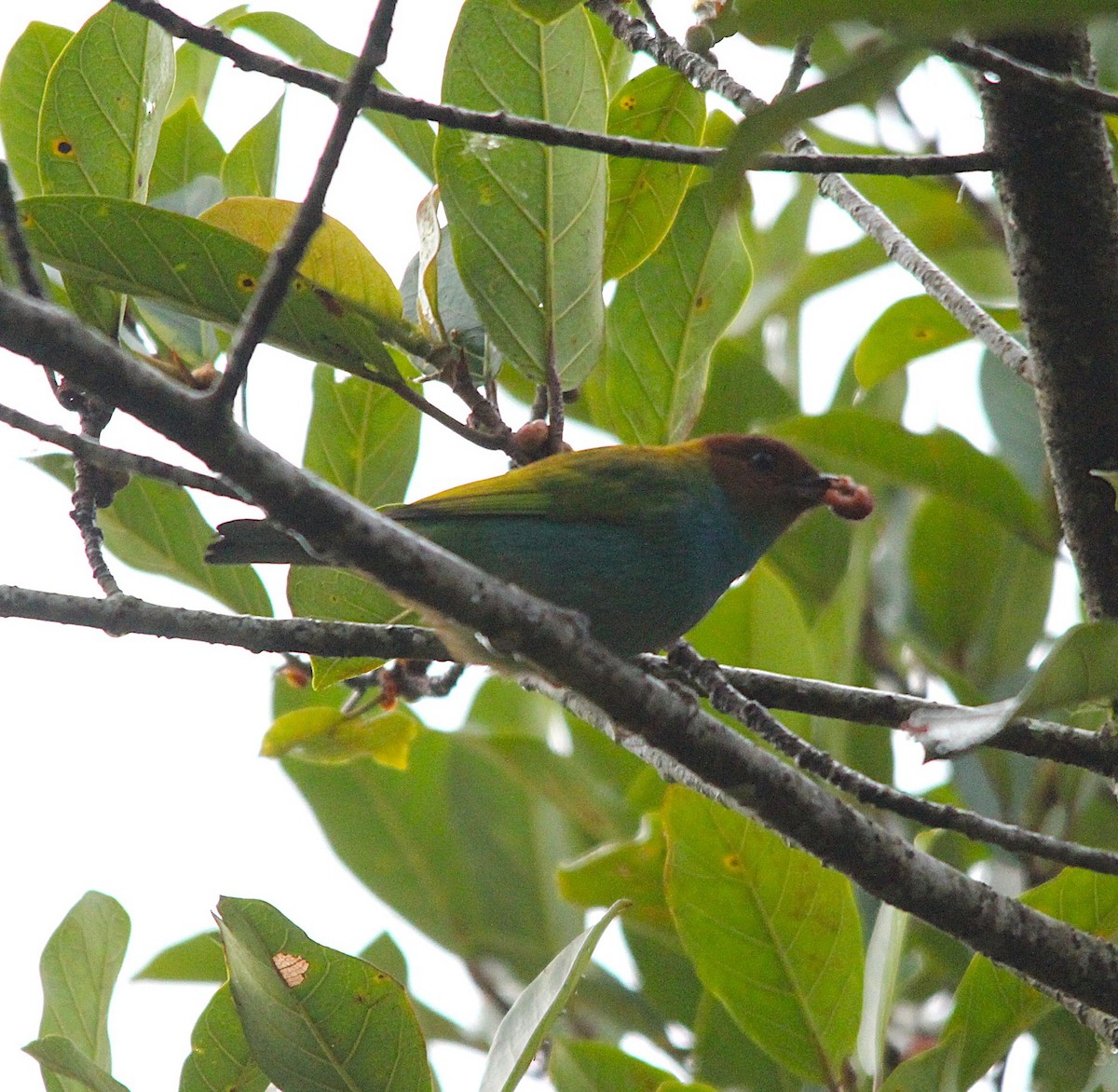 Calliste rouverdin - ML644313181