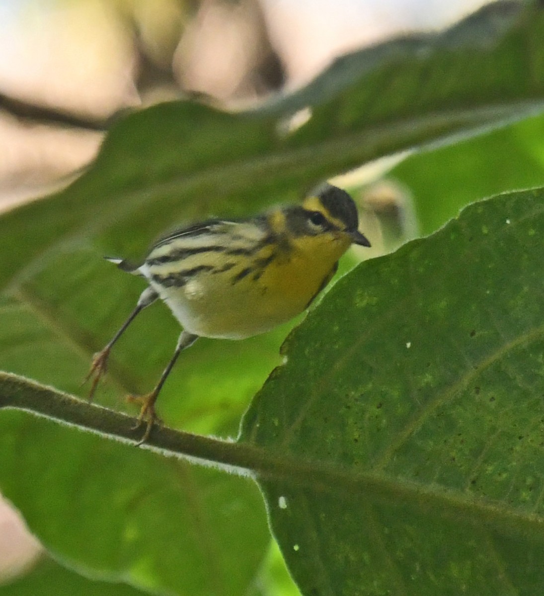 Paruline à gorge orangée - ML644313183