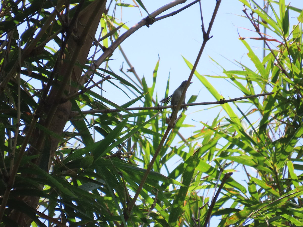 Dicée olivâtre - ML644313185