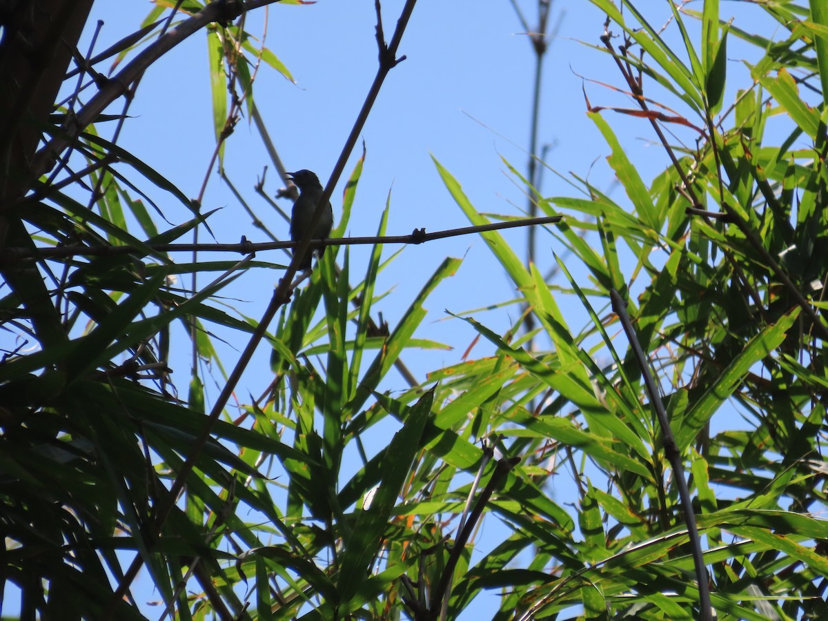 Dicée olivâtre - ML644313186