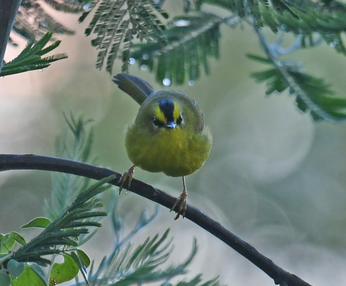 Paruline à cimier noir - ML644313188