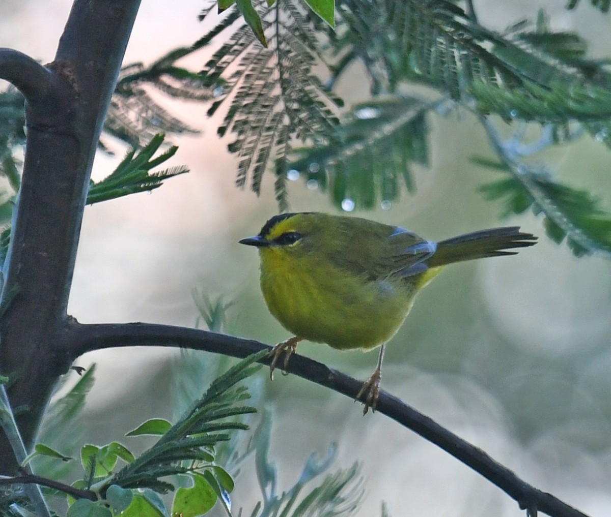 Paruline à cimier noir - ML644313189