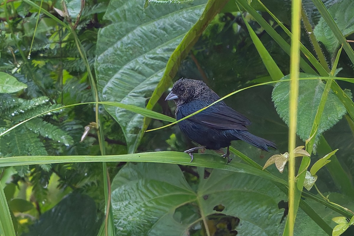 Якарина - ML644313192