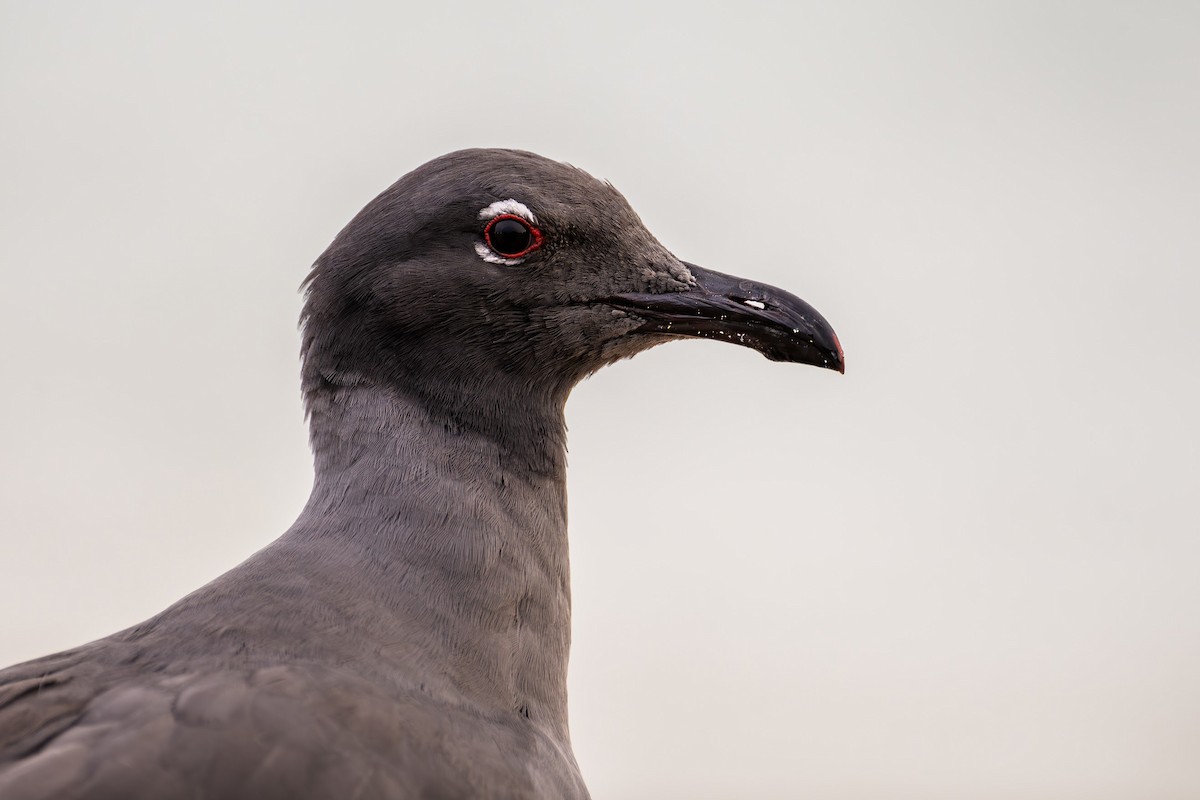 Mouette obscure - ML644313193