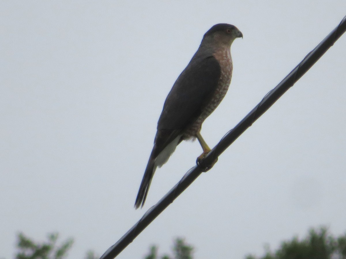 Épervier brun - ML644313194