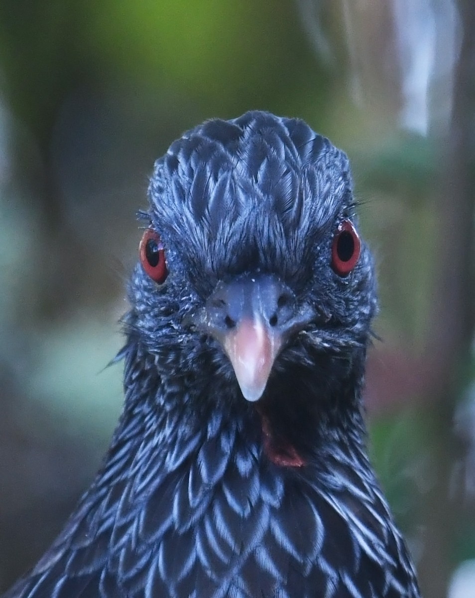 Pénélope des Andes - ML644313195