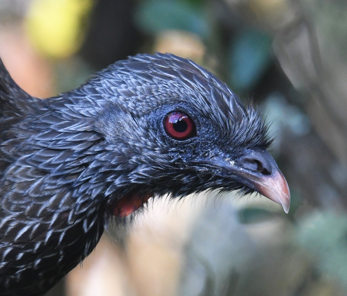 Pénélope des Andes - ML644313196