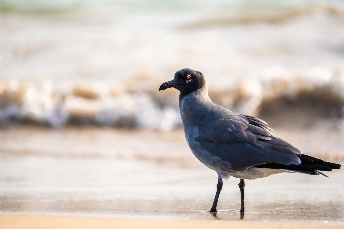 Mouette obscure - ML644313197
