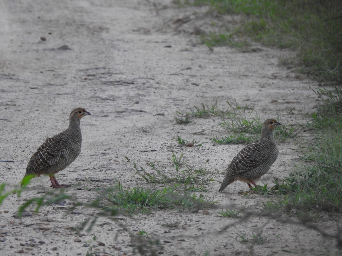 Francolin gris - ML644313198