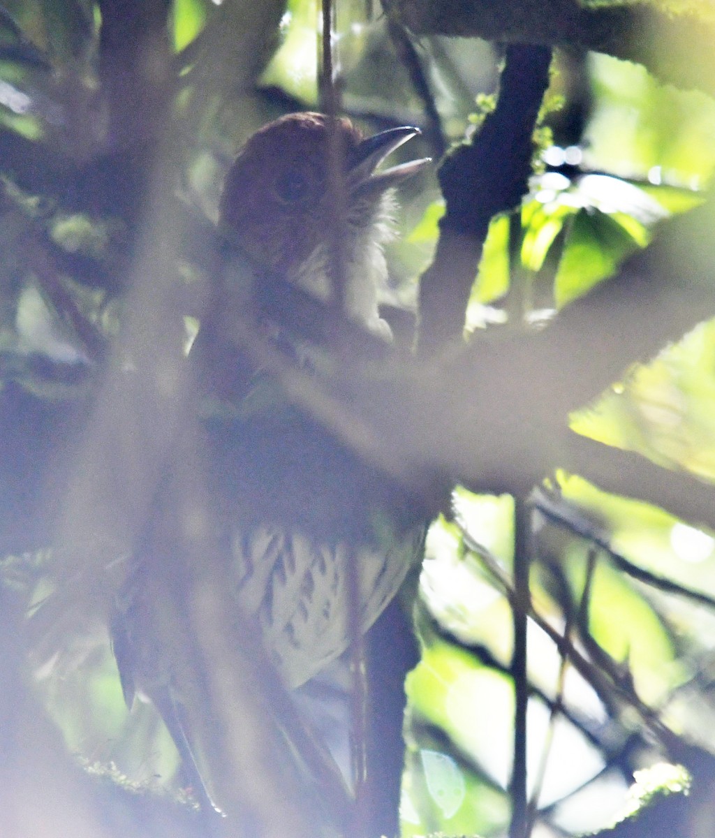 Мурашниця рудоголова - ML644313202